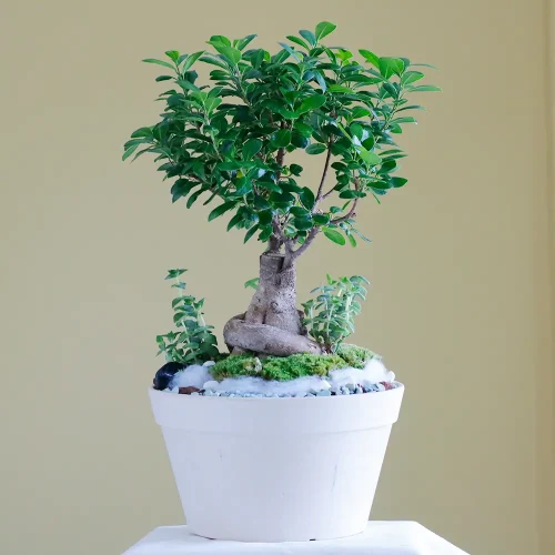 Love in Bonsai-1(لف إن بنسي-1)