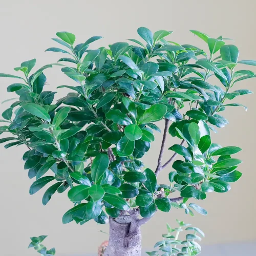 Love in Bonsai-1(لف إن بنسي-1)