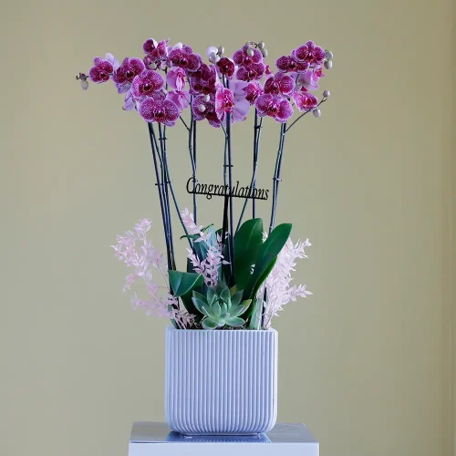 Happy Orchids(حبي الأوركيد)