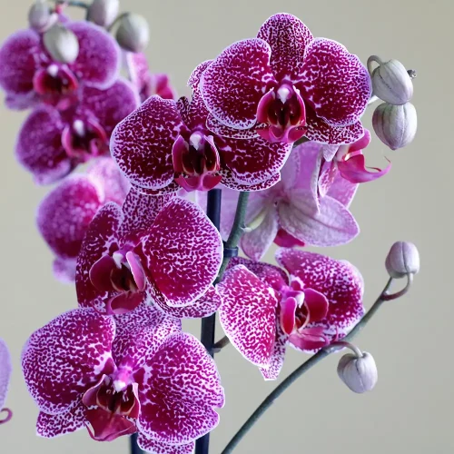 Happy Orchids(حبي الأوركيد)