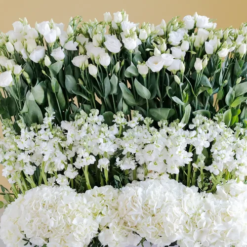 Perfect White(برفكت وهيت)