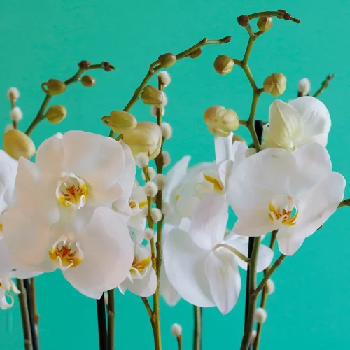 Attractive Orchid(الأوركيد الجذابة)