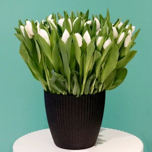 Tulip Simply(توليب سيمبل)