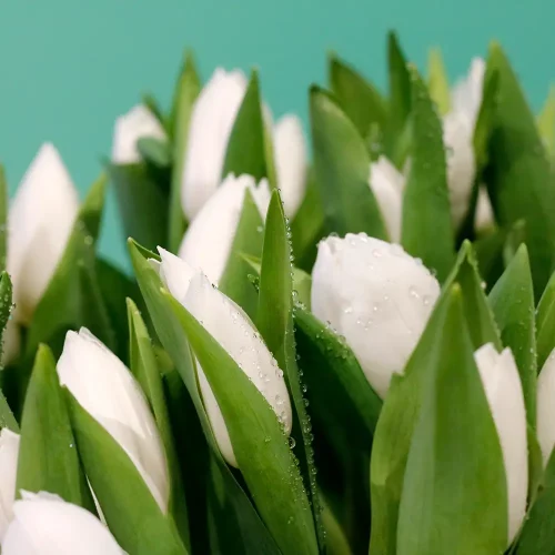 Tulip Simply(توليب سيمبل)