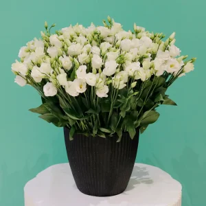 Eustoma Rosita(إستمع روزيتا)