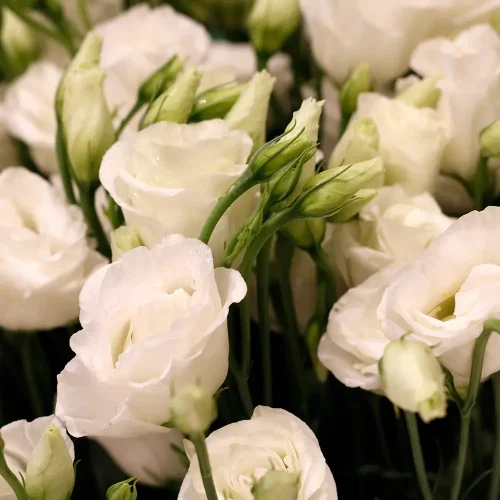 Lovely Tulip and Eustoma(لوفلي توليب عند إستمع)