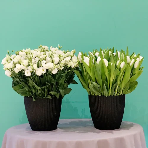 Lovely Tulip and Eustoma(لوفلي توليب عند إستمع)