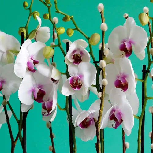 welcome Orkida(ولكم أوركيدا)