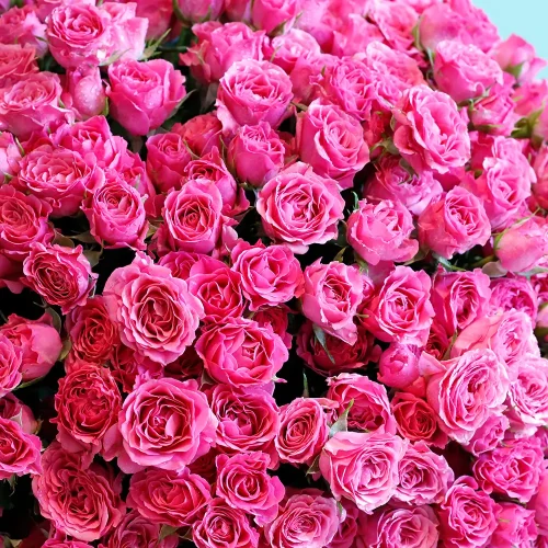 Love in  Pink(لف إن بينك)