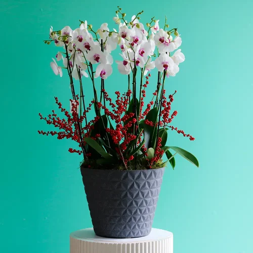 Red Lips with ilex(رد لبس وإذ الإكس)