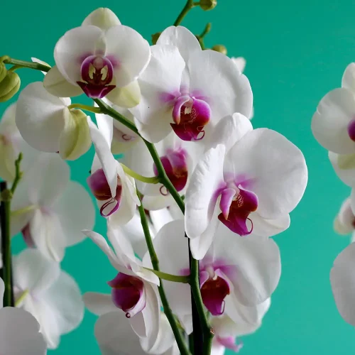 Red Lips with ilex(رد لبس وإذ الإكس)