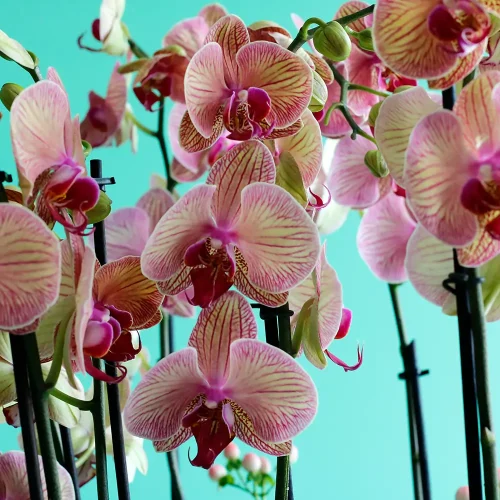 Natural Peach & Pink(نترل بيش & بينك)