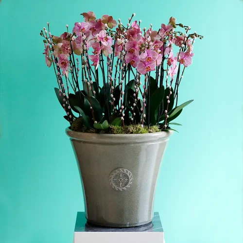 Natural Peach orchid(نترل بيش أركيد)