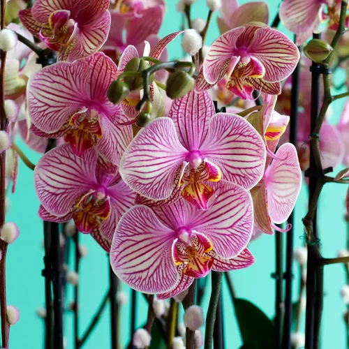 Natural Peach orchid(نترل بيش أركيد)