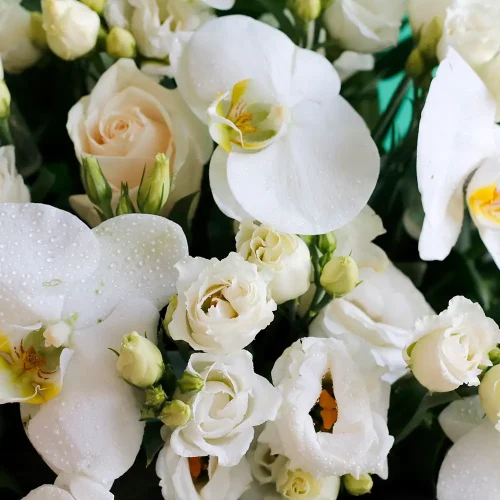 Happy White Bliss-3(سعيد النعيم الأبيض-3)