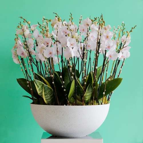 Round Lite Pink Orchid(روند ليت بينك أركيد)