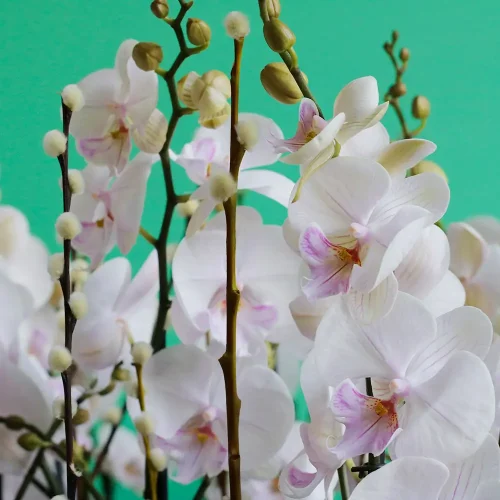 Round Lite Pink Orchid(روند ليت بينك أركيد)