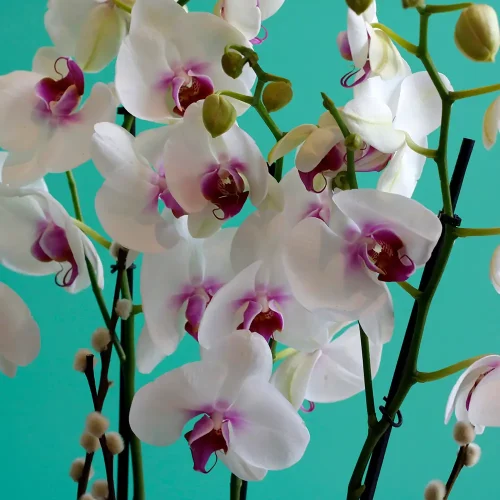 Classic Red Lips-3(شفاه حمراء كلاسيكية-3)