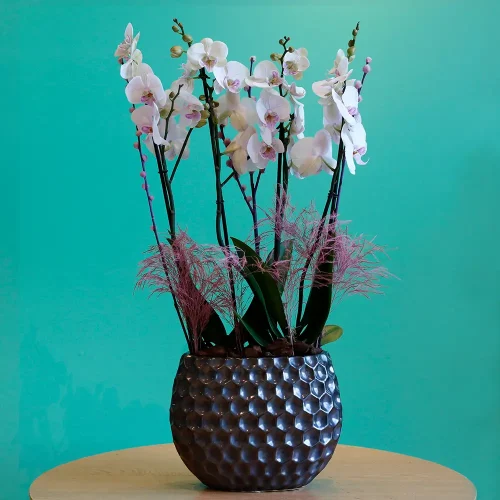 Feather Touch(فيثير توش)