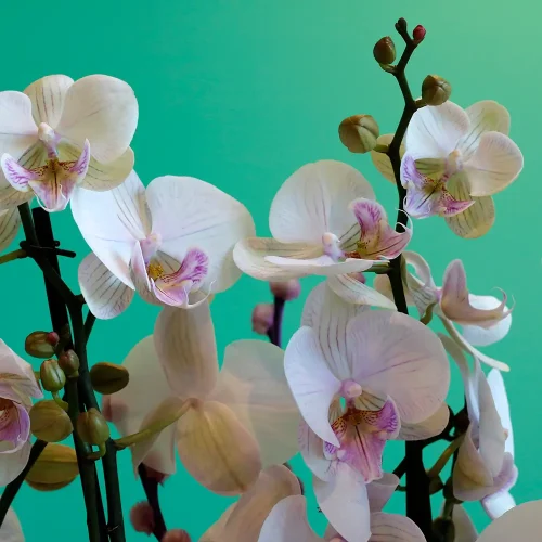 Feather Touch(فيثير توش)