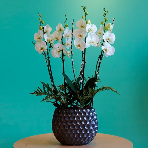 Dot Orchid(دوت أوركيد)