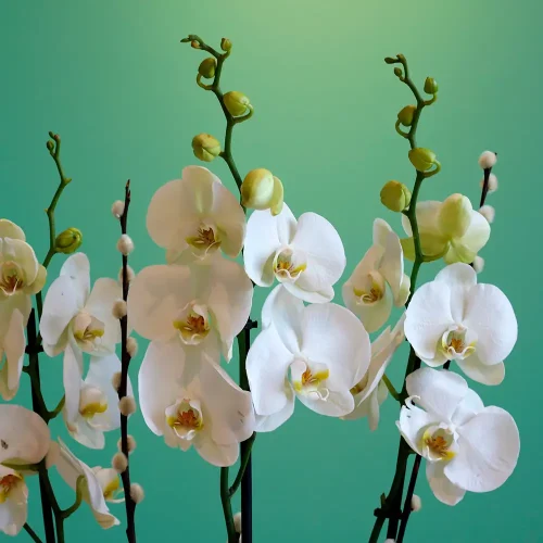 Dot Orchid(دوت أوركيد)