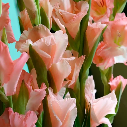 Blooming Stand(ستاند بلومنق)