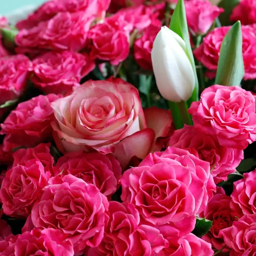 Natural Beauty(نترل بيتي)