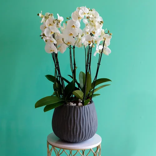 Natural White(نترل وهيت)