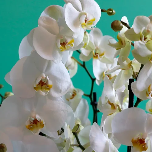 Natural White(نترل وهيت)