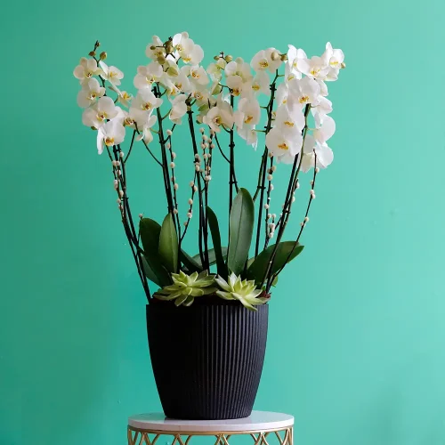 Orchid with Echeveria(اوركيد مع اشيفيرا)