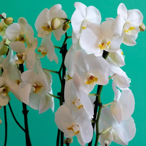 Orchid with Echeveria(اوركيد مع اشيفيرا)