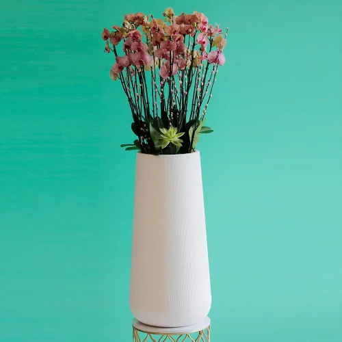 Perfect Peach(برفكت بيش)