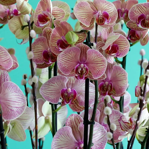 Perfect Peach(برفكت بيش)