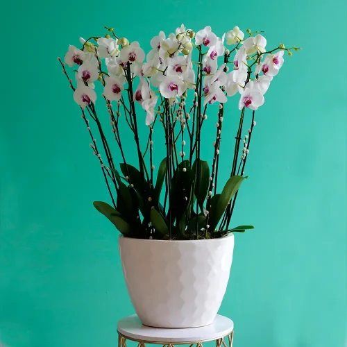 Happy Red Lips(حبي رد لبس)