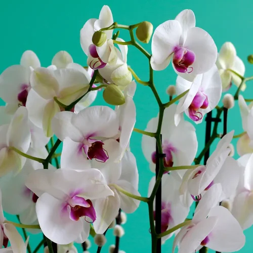 Happy Red Lips(حبي رد لبس)