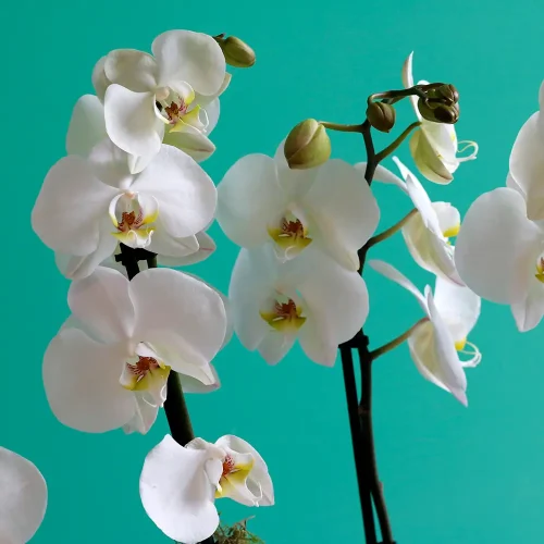 slight smile (ابتسامة خفيفة)