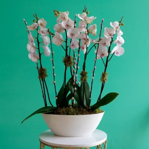 Lovely Lite Pink(لوفلي ليت بينك)