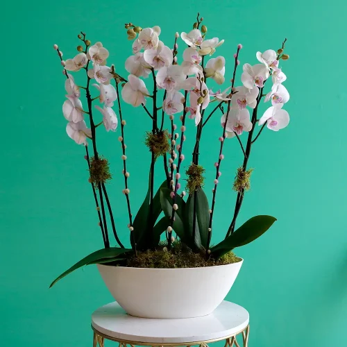 Lovely Lite Pink(لوفلي ليت بينك)