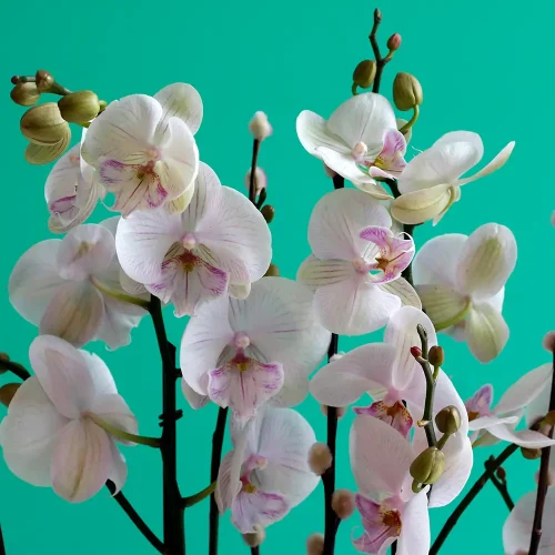 Lovely Lite Pink(لوفلي ليت بينك)