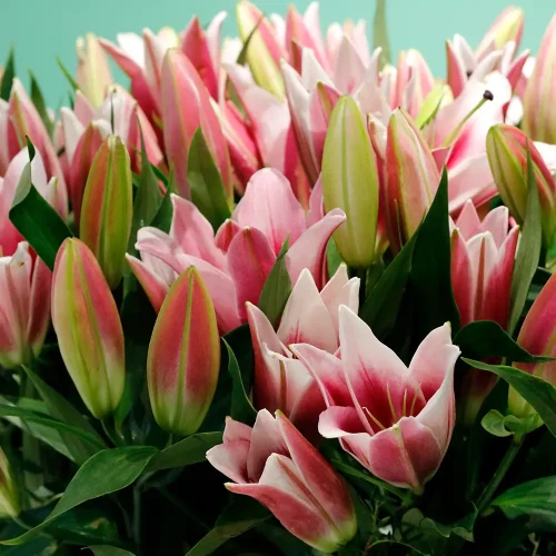 Opera Pink Lilies-1(أوبرا الزنابق الوردية-1)