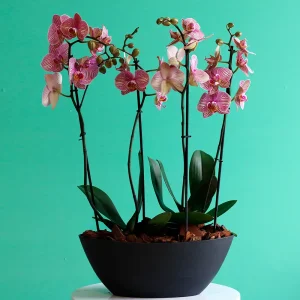 Peach with Black (بيش وإذ بلاك)