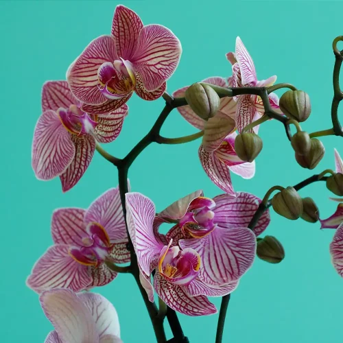 Peach with Black (بيش وإذ بلاك)