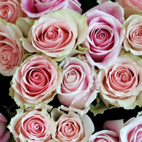 Royal Roes-1(ريال روس-1)