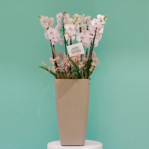 Birthday Orchid(بيرث دي أوركيد)