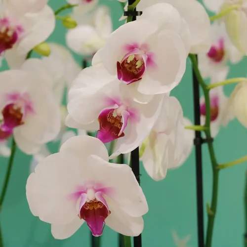 Congrats(مبروك)