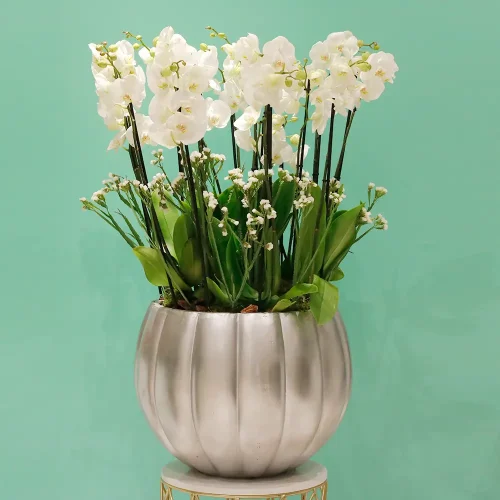 Pumpkin Orchids (بومبكن أركيد)