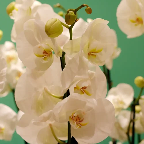 Pumpkin Orchids (بومبكن أركيد)