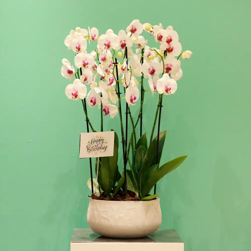 Happy Red Lips-1(حبي رد لبس-1)