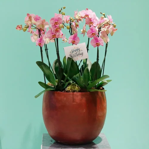 Shining Orchids(شينينج أركيد)